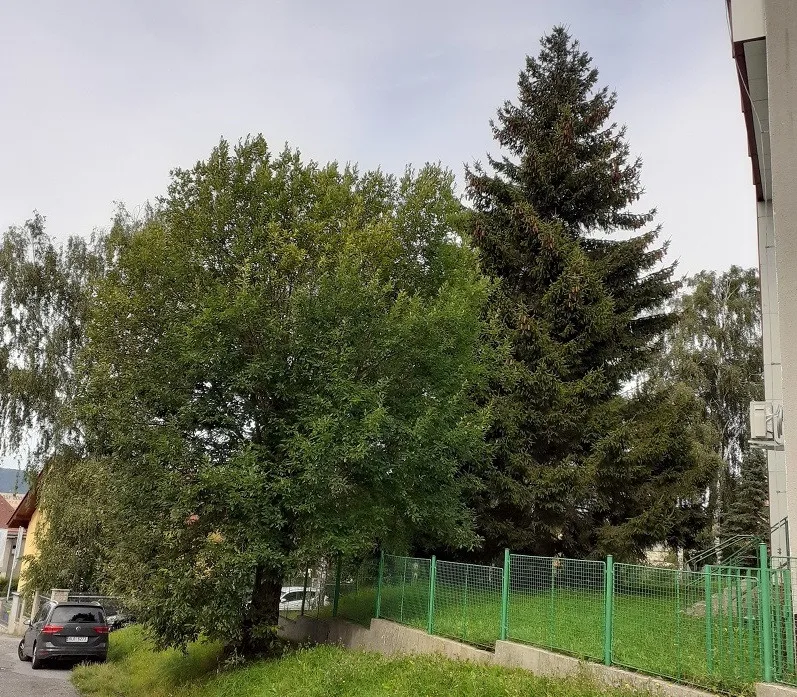 Liberec už zná svůj vánoční strom. Na náměstí se přestěhuje od Hokejky