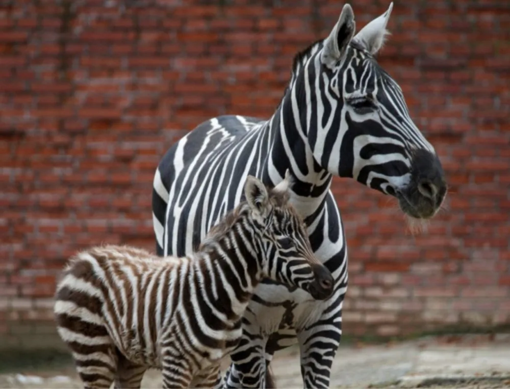 V zoo se narodila zebra, zahrada bude na Štědrý den otevřená