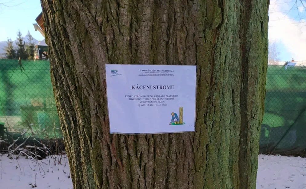 Změna po kritice kvůli kácení. Město začalo stromy označovat cedulemi