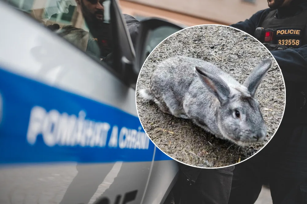 Zlodějka ze zahrady v Machníně ukradla králíka. Vyštěkala ji fenka ovčáka