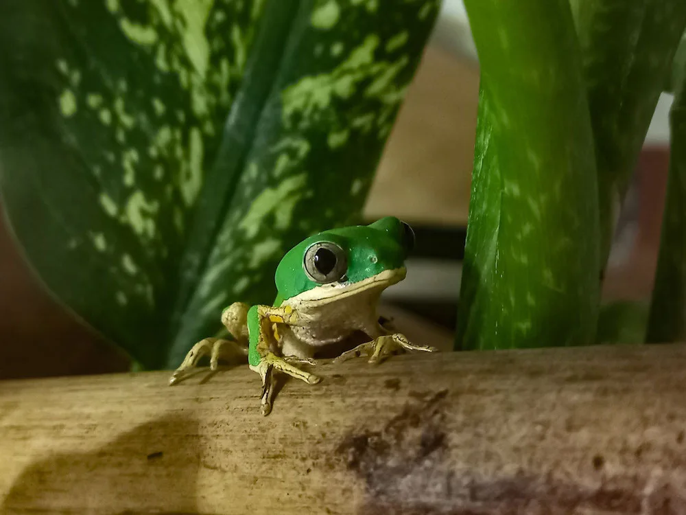 Jediná v Česku, třetí v Evropě. Zoo začala s chovem vzácných žabek listovnic pestrých