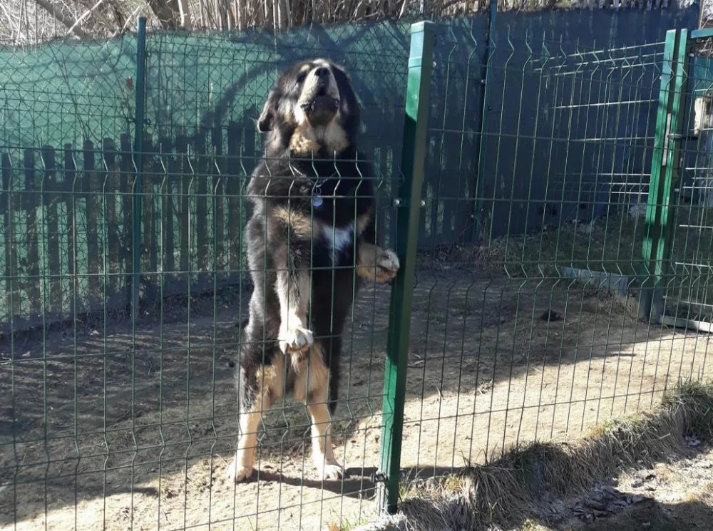 Tibetská doga v Křižanech utekla z pozemku a napadla ženu. Kousala ji po celém těle