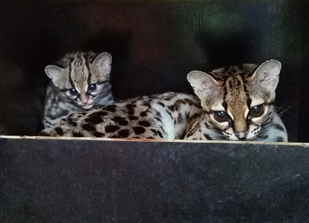Margay. Foto: Šárka Kyselová