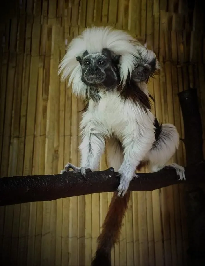 Tamarín pinčí. Foto: Soňa Drápalíková
