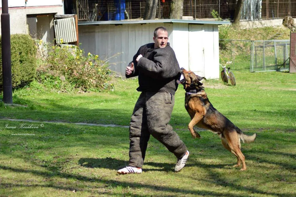 Velká cena Městské policie. Po dvouleté pauze se vrací soutěž služebních psů