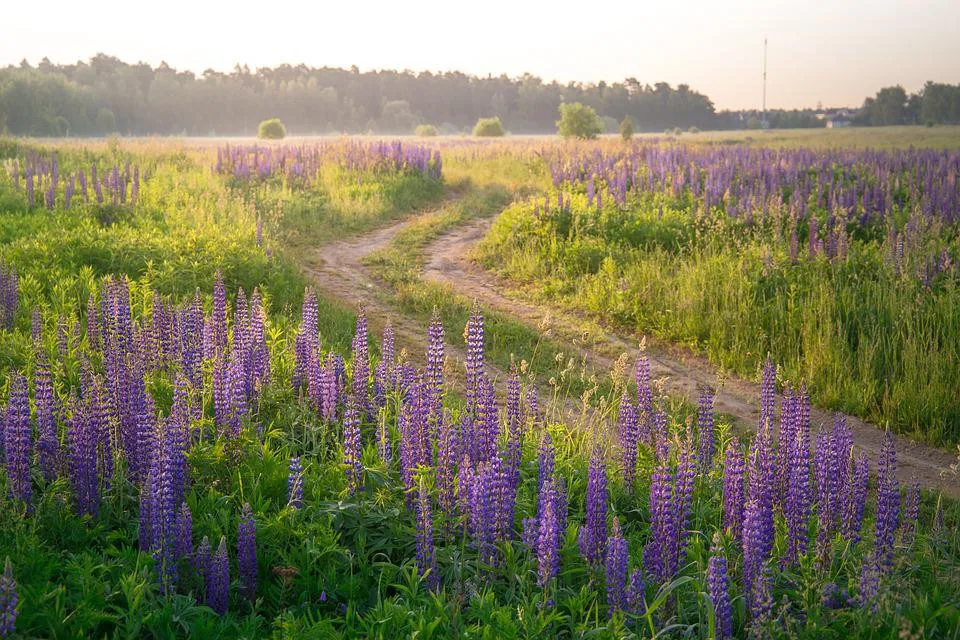 Lupina zaplavuje Krkonoše. Její šíření na horských lukách ohrožuje ostatní vegetaci