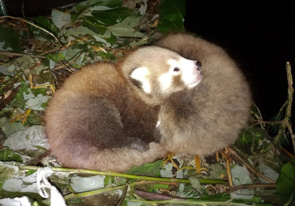 V zoo se narodila mláďata ohrožené pandy červené. Veřejnosti se ještě neukázala