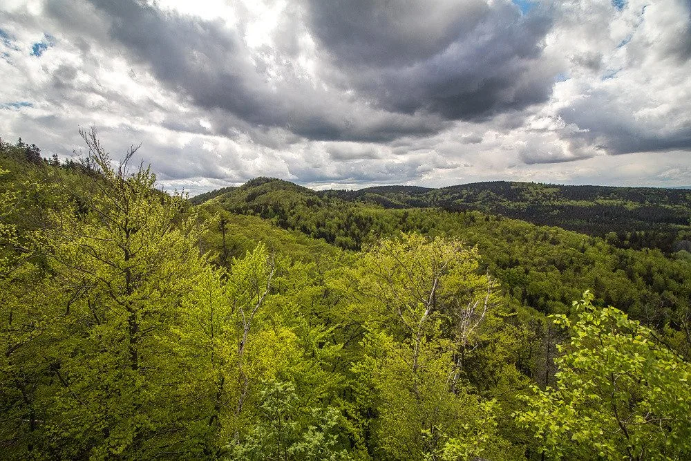 Jizerskohorské bučiny