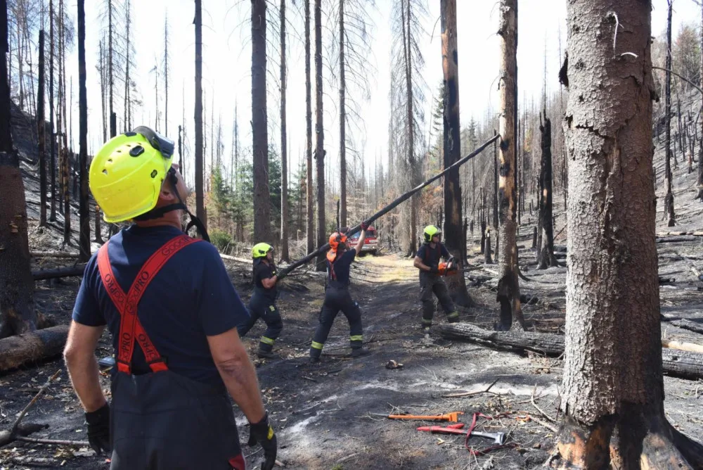 Zubři mohou být prevencí proti požárům národních parků, upozorňují odborníci
