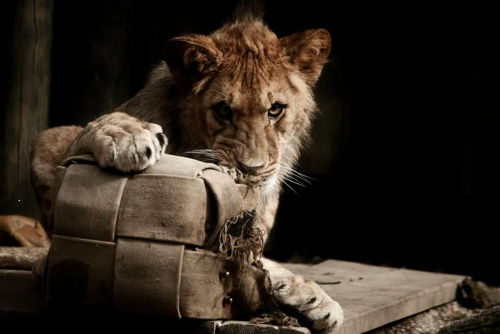 Přijďte v pátek do zoo a zjistěte, že „Dobrovolnictví je radost“ Vstupné je po celý den dobrovolné