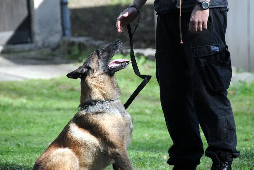 V sobotu se uskuteční soutěž psů v poslušnosti i obraně. Liberecký pohár se uskuteční po jednačtyřicáté