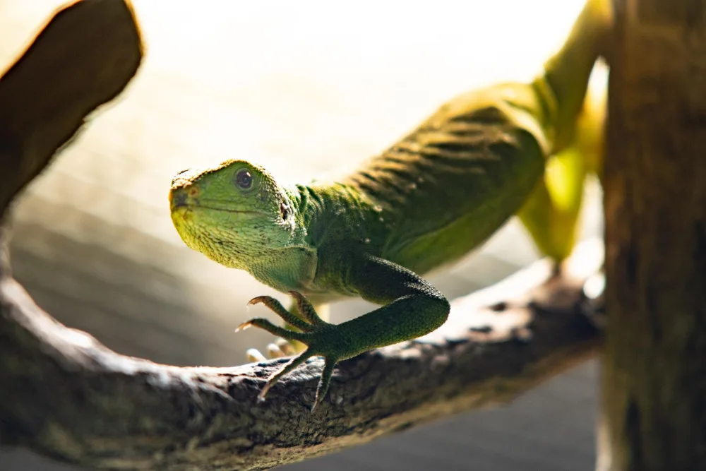 V liberecké zoo nově chovají ohrožené leguány fidžijské. Najdeme je v pavilonu tropů