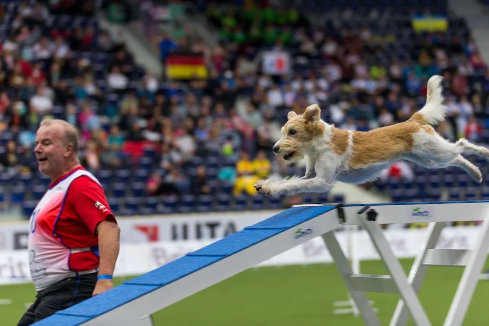 Do Liberce se po šesti letech vrátí světový šampionát v agility. Zúčastní se týmy z 55 zemí