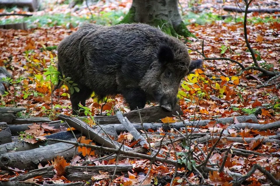 Divoká prasata se častěji objevují na okraji Jablonce. Láká je tam odhazovaný bioodpad