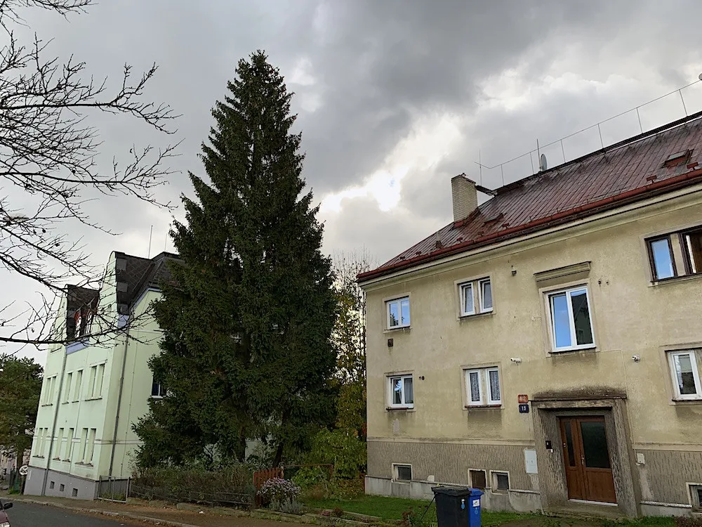 Liberec vybral vánoční strom, na náměstí přijede z Husitské ulice. Adventní program proběhne bez omezení