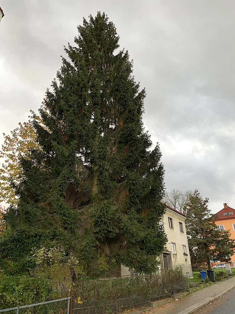 Liberec vybral vánoční strom, na náměstí přijede z Husitské ulice. Adventní program proběhne bez omezení