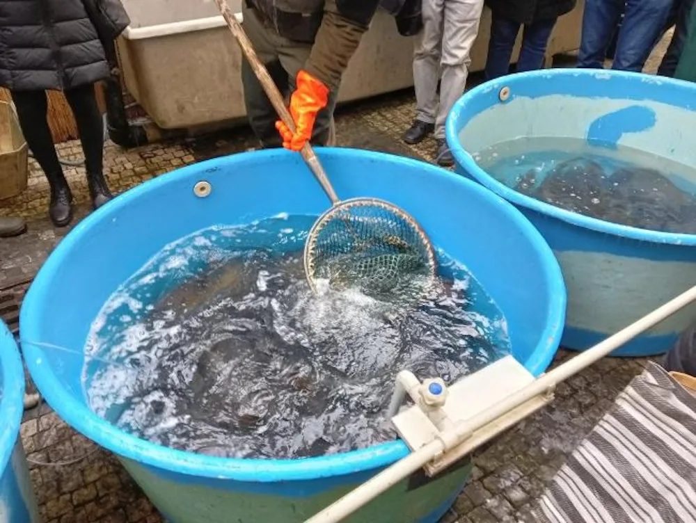 V kraji je nahlášeno přes 60 prodejních míst s kapry. Veterináři začnou s jejich kontrolou