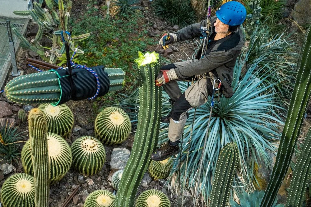 V liberecké Botanické zahradě museli zkrátit kaktus.