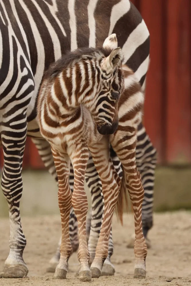 Zebra bezhřívá