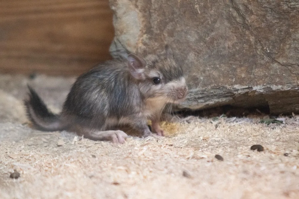 V liberecké zoo se poprvé narodila mláďata viskač. Raritní druh v jiné zahradě u nás není