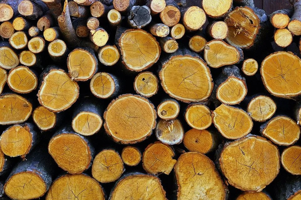 Bez povolení na městských pozemcích pokácel stovku stromů. Muži hrozí dva roky vězení