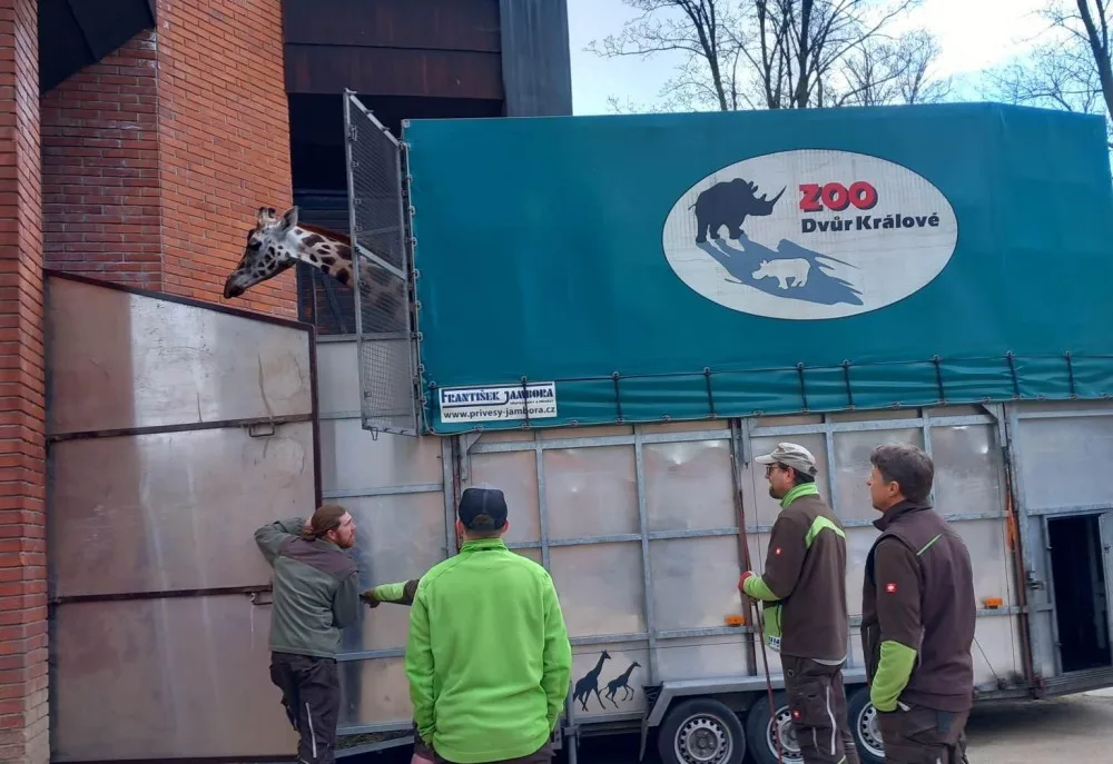 Do zoologické zahrady přicestovala samice žirafy, stane se chůvou