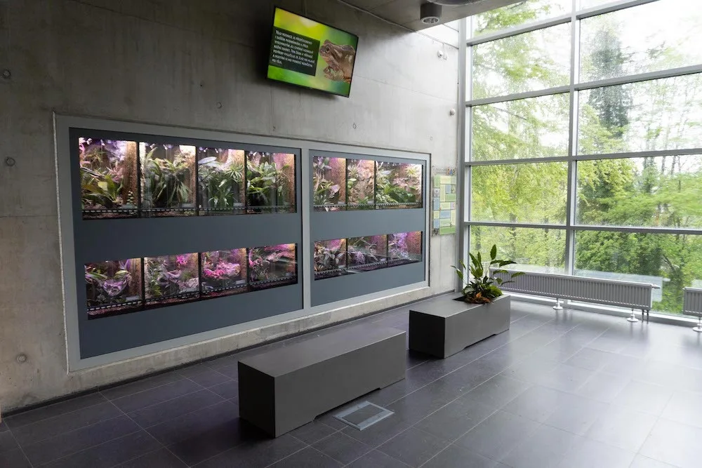 Zoo má novou expozici pro tropické žáby. Hostí čtrnáct druhů
