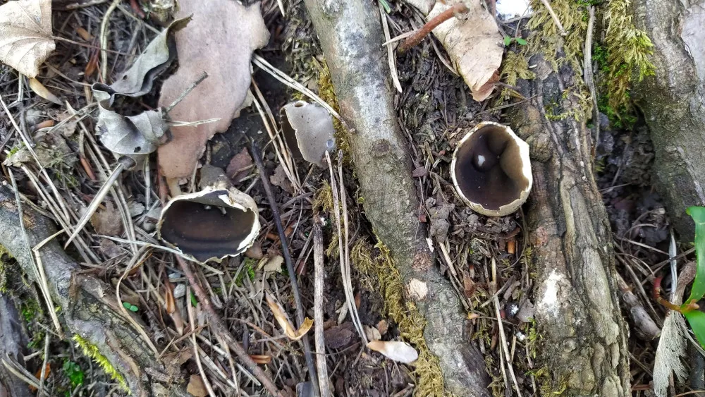 BLOG: Chřapáč běločerný - vzácnější jarní houba
