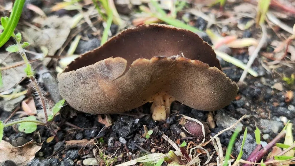 BLOG: Chřapáč Quéletův, aneb i na sídlišti se dají najít vzácnější houby