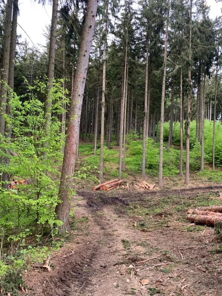 Kácení na Proseči je necitlivé, míní místní. Podle lesníků jde o běžný postup
