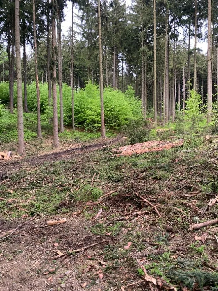 Kácení na Proseči je necitlivé, míní místní. Podle lesníků jde o běžný postup