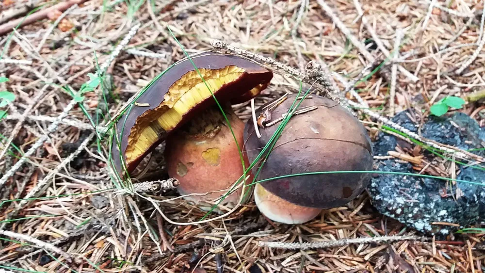 Houbařská sezona pomalu začíná.
