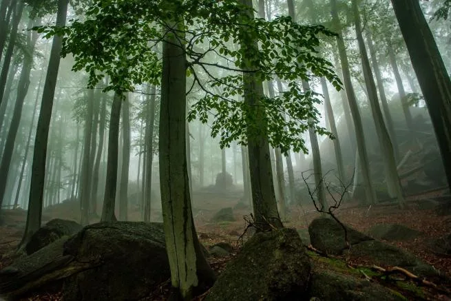 Jizerskohorské bučiny.