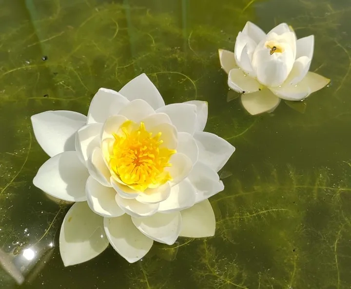 Botanická zahrada láká na kvetoucí lekníny.