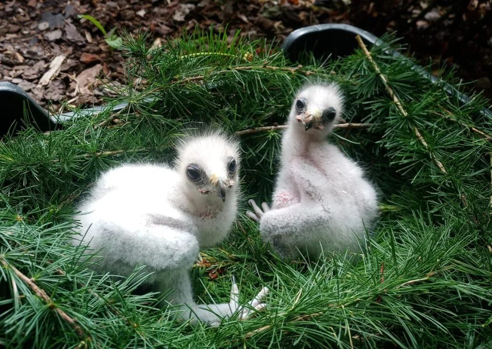 Liberecká zoo má poprvé čtyři mláďata raritního orla nejmenšího