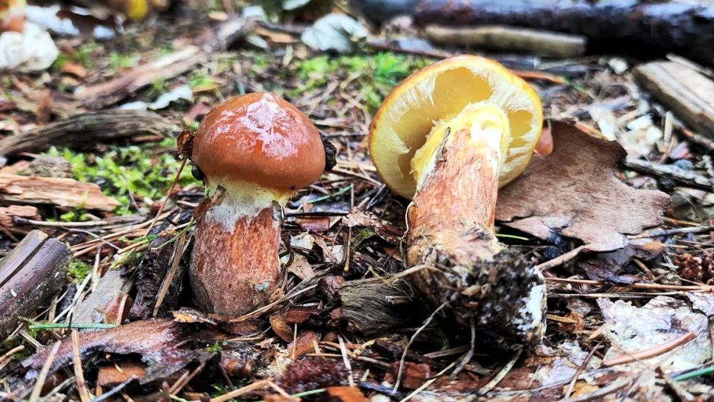 BLOG: Klouzek sličný, houba, kterou zná téměř každý