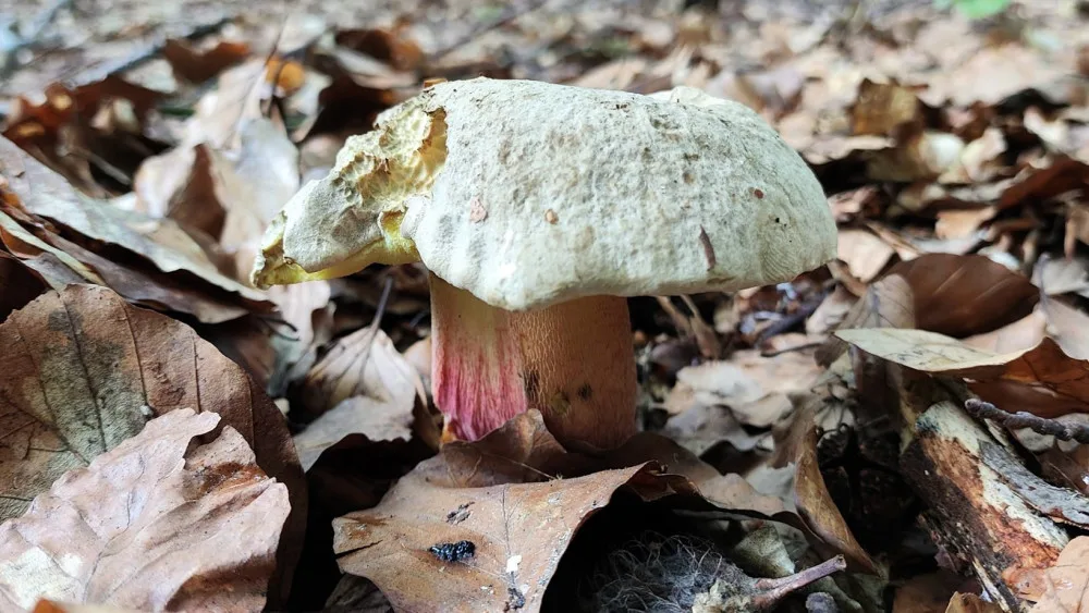 BLOG: Hřib Kříšť, i jedna plodnice zkazí celý pokrm