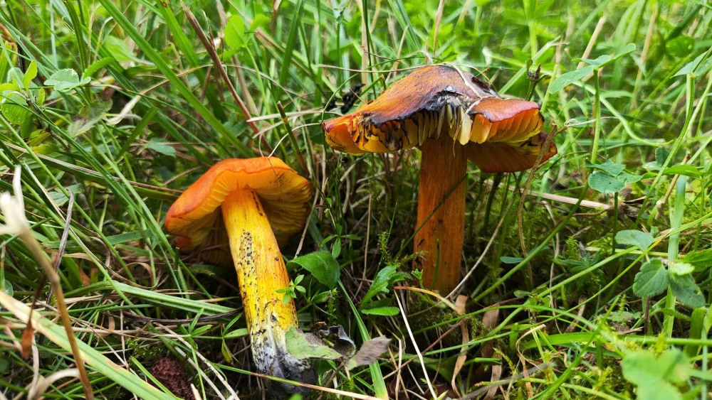 BLOG: Voskovka kuželovitá, barevně pěkná houba, která později téměř zčerná
