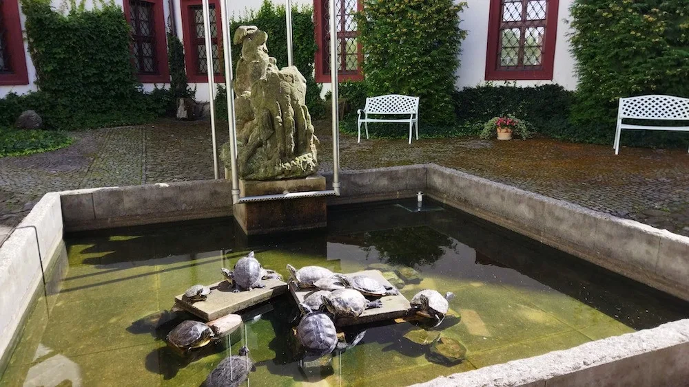 Z muzea v České Lípě návštěvník ukradl živou želvu, na vrácení má dva týdny