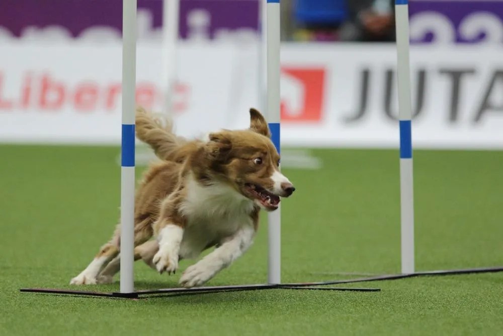 Šampionát v agility zná první mistry světa. O dalších se rozhodne o víkendu