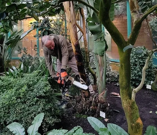 V liberecké botanické zahradě pokáceli sedmimetrovou strelícii