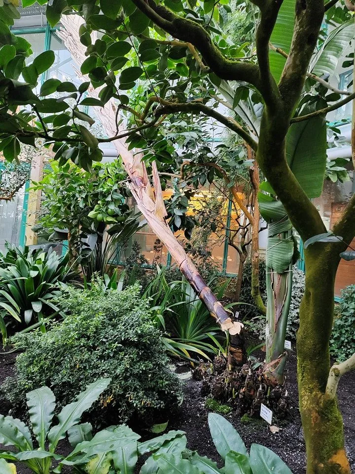 V liberecké botanické zahradě pokáceli sedmimetrovou strelícii