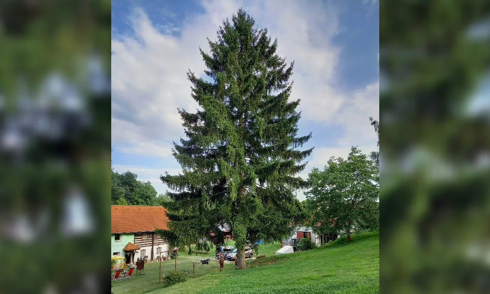 Vánoční strom pro Staromák je z Libereckého kraje. Majitel se bojí, že mu spadne na chalupu