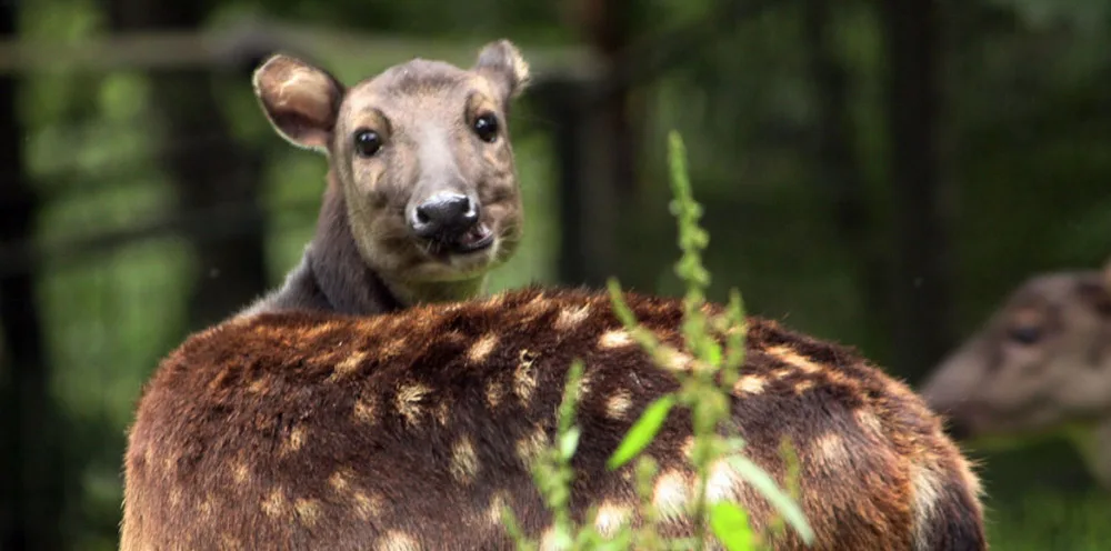 Nejohroženější kopytník na světě, sambar skvrnitý, se narodil v liberecké zoo