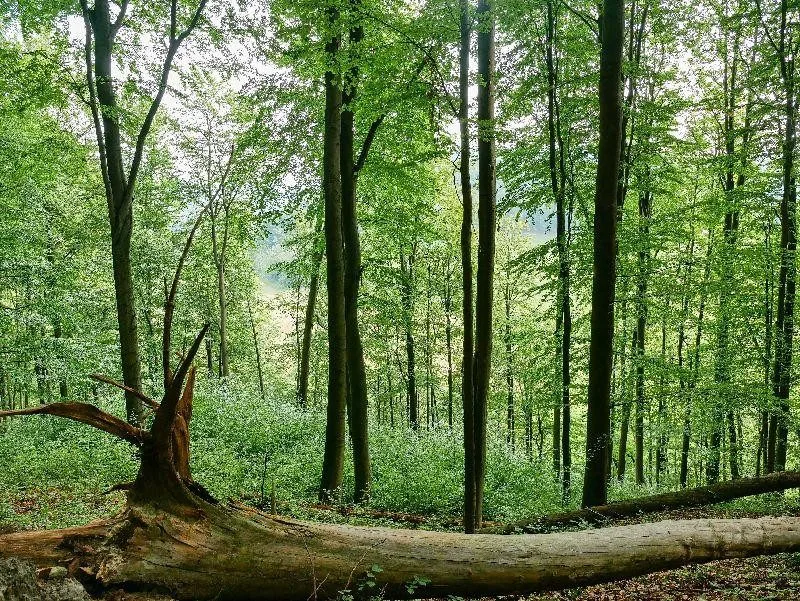 Přírodní rezervace Na Hranicích.