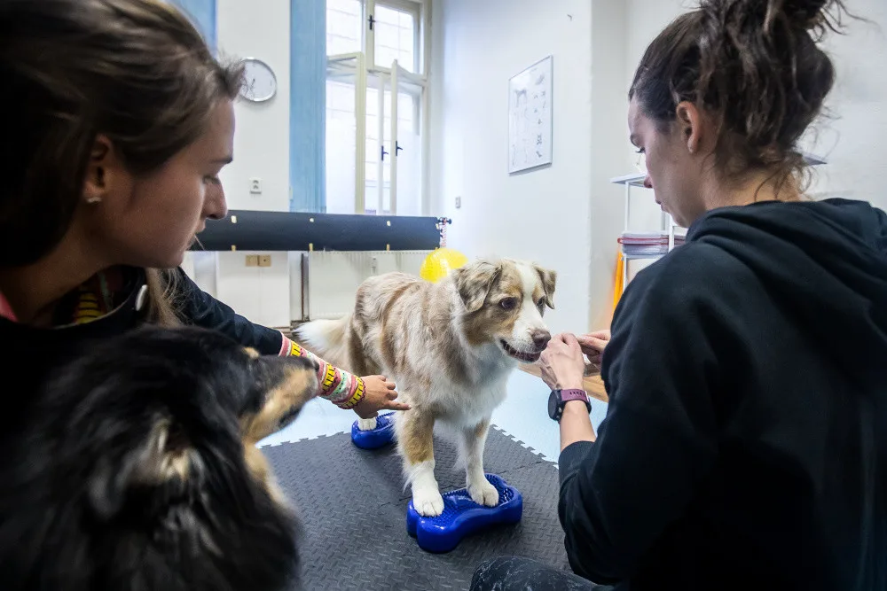 Nemůžeme psy chovat v bublinkové fólii, říká fyzioterapeutka