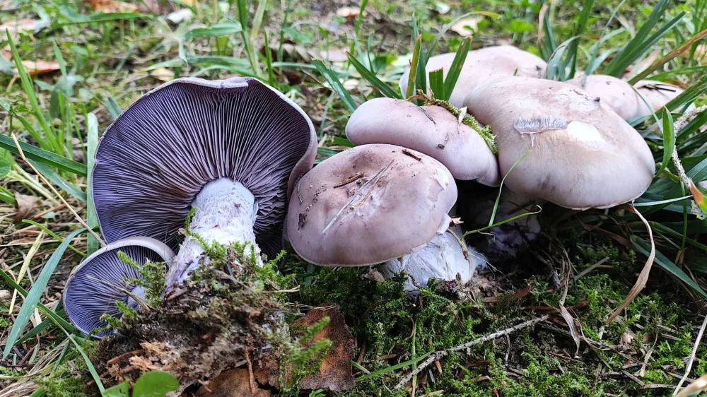 BLOG: Čirůvka fialová, nezaměnitelná jedlá houba