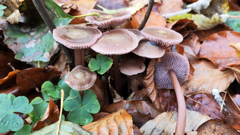 BLOG: Helmovka dvojvonná, vzácnější podzimní houba