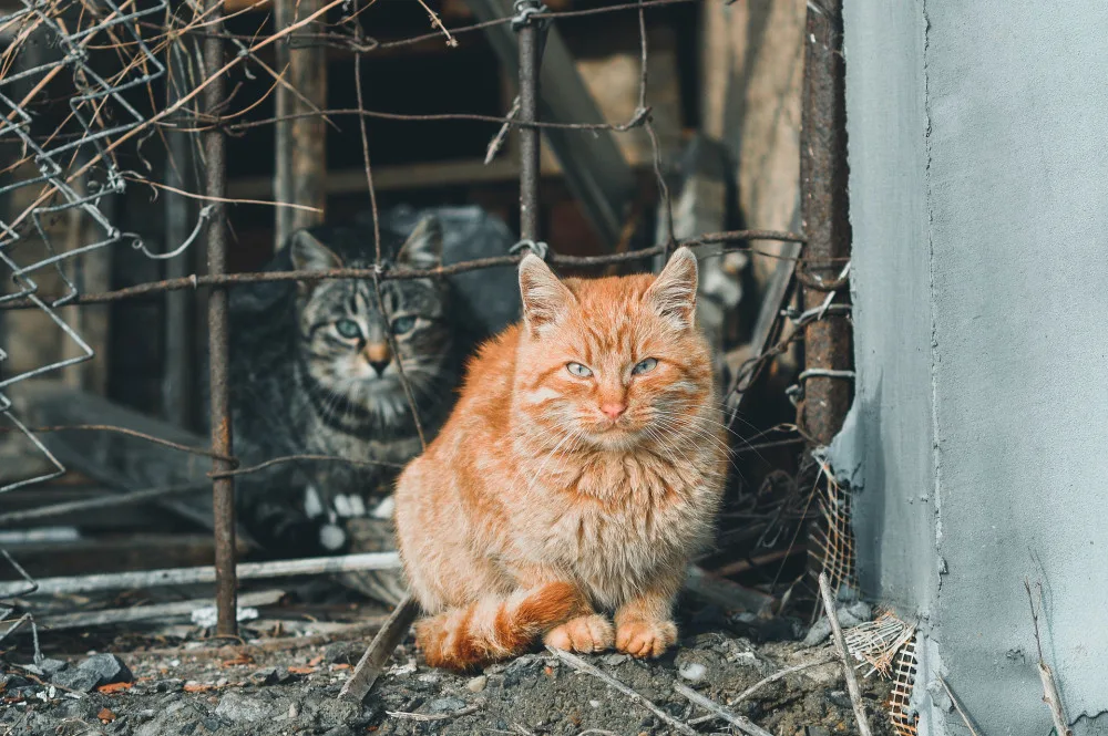 Ilustrační foto.