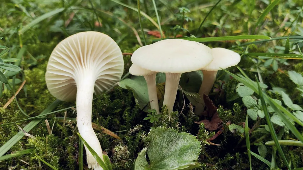 BLOG: Voskovka panenská, zřejmě nejhojnější voskovka